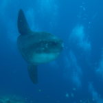 Gangga Divers/Lotus Bungalows - Mondfisch (Mola mola)