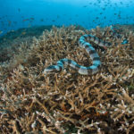 Gangga Divers/Lotus Bungalows - banded sea snake (Laticauda colubrina)