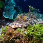 Krokodilfischfisch, Prince John Dive Resort