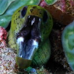Moray Eel, Prince John Dive Resort
