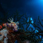 Nudibranch, Prince John Dive Resort