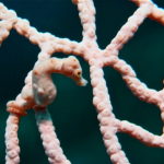 Pygmy Seahorse (Hippocampus denise), Prince John Dive Resort
