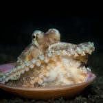 Eco Divers Lembeh - Oktopus und Muschel (by C. Yanny)