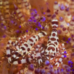 Eco Divers Lembeh - Coleman Shrimps (by C. Yanny)