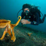 Eco Divers Lembeh - Taucher und Oktopus (by C. Loader)
