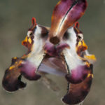 Eco Divers Lembeh - Flamboyant Cuttlefish (by C. Yanny)