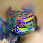 Eco Divers Lembeh - Mandarinfish (by C. Loader)