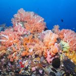 Murex Bangka - Soft Corals