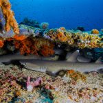 Murex Bangka - Whitetip Reefsharks