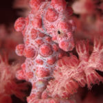 Eco Divers Lembeh - Pygmy Seahorse (by C. Yanny)