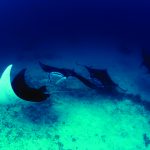 Papua Diving - Manta Rays, Raja Ampat