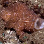 Spice Island Divers Ambon - Psychedelischer Anglerfisch