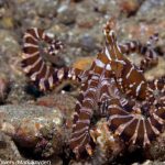 Spice Island Divers Ambon - Wunderpus