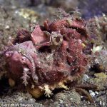 Spice Island Divers Ambon - Teufelsfisch