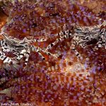 Spice Island Divers Ambon - Zebrakrabben