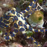 Spice Island Divers Ambon - Blauring-Oktopus