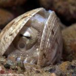 Spice Island Divers Ambon - Kokosnuss-Oktopus