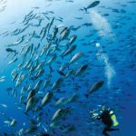 Papua Diving - Cape Kri (House Reef)