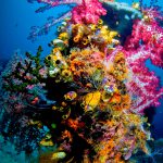 Papua Diving - Softcorals, Tunicates & Sponges