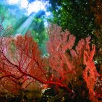 Papua Diving - Reef & Gorgonians