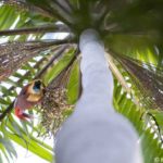 Kri Eco Resort - Roter Paradiesvogel