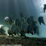 Spice Island Divers Ambon - Fledermausfische