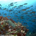 Spice Island Divers Ambon - Schooling Fish