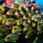 Papua Diving - Sweetlips