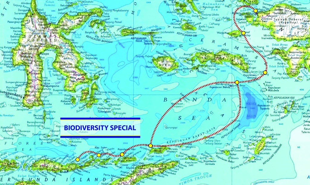 Межостровные моря. Море банда на карте. Море банда на карте мира. Остров Флорес на карте. Море Сулавеси на карте Тихого океана.