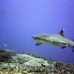 Gangga Divers - Weißspitzen-Riffhai