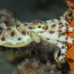 Triton Bay Divers - Bluering Octopus