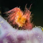 Triton Bay Divers - Hairy Shrimp 1