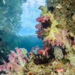 Triton Bay Divers - Riff 2