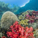 Triton Bay Divers - Riff 3