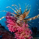 Triton Bay Divers - Rotfeuerfisch