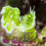Triton Bay Divers - Hairy Shrimp 2