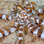 Triton Bay Divers - Mimic Octopus
