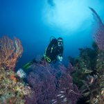 Triton Bay Divers - UW-Welt