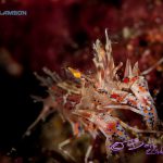 Dive Into Ambon - Shrimp