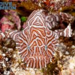 Dive Into Ambon - Psychedelic Anglerfish