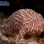 Dive Into Ambon - Psychedelic Anglerfish