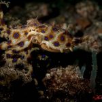 Dive Into Ambon - Bluering Octopus