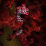 Dive Into Ambon - Pygmy Seahorse