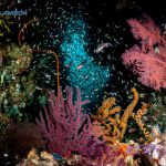 Dive Into Ambon - Local Reef