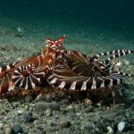 Tompotika Dive Lodge - Mimic Octopus