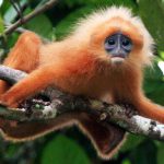 Langur - red leaf monkey