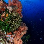 Alami Alor - Coral Reef