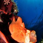 Alor Divers - Frogfish