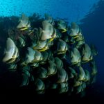 Alor Divers - Schooling Batfish