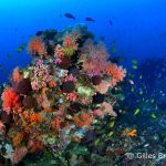 Alor Divers - Reef Slope, Pura Island